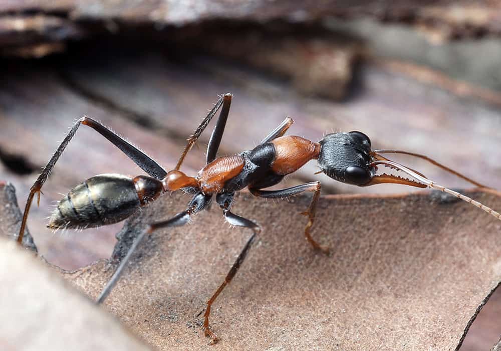 austrailian-bulldog-ant