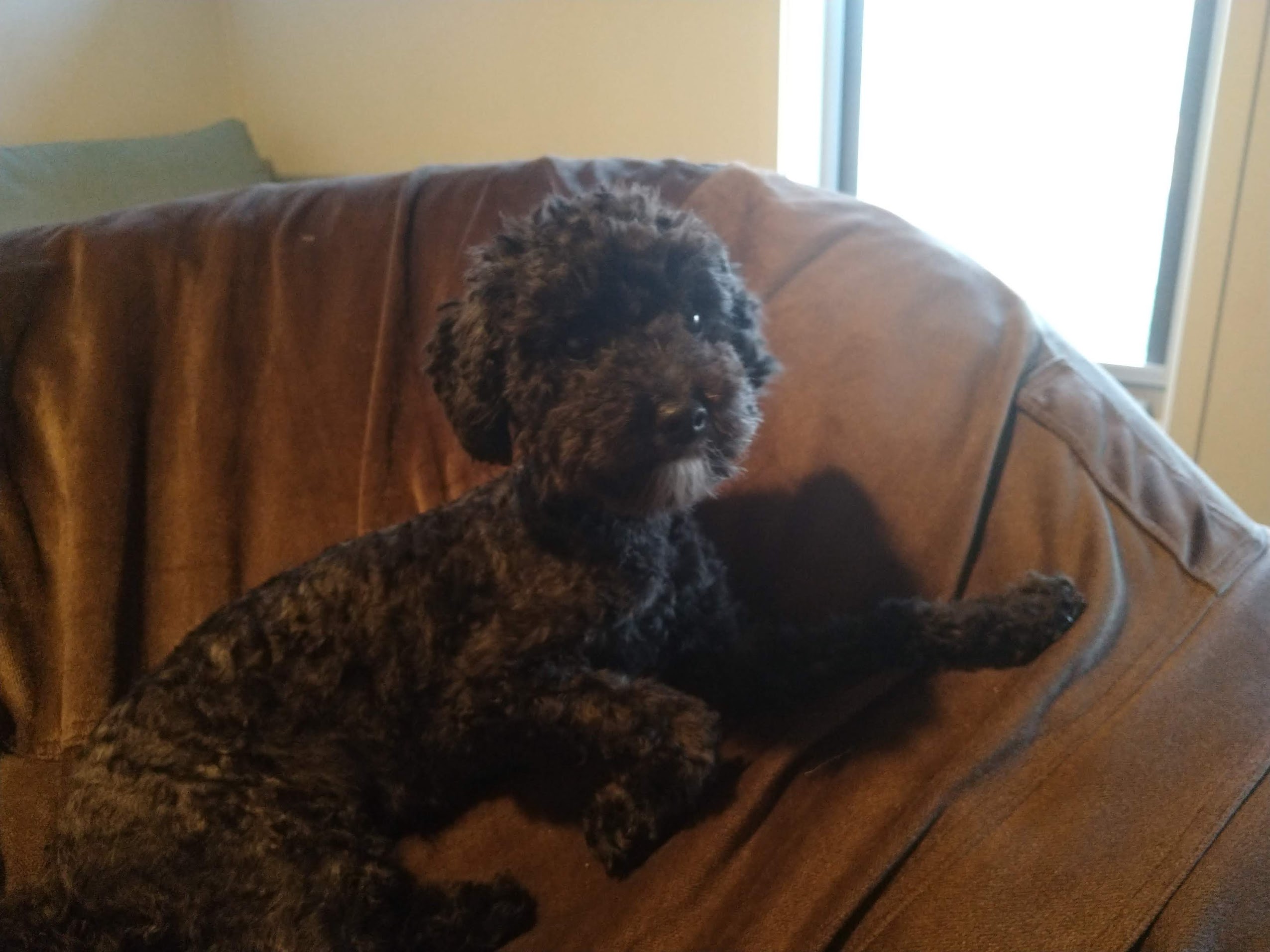 pepper_1611998632625